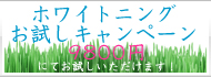 ホワイトニングキャンペーン