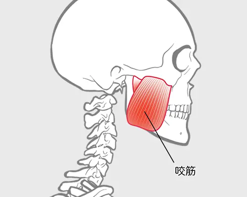 咬筋のイメージ