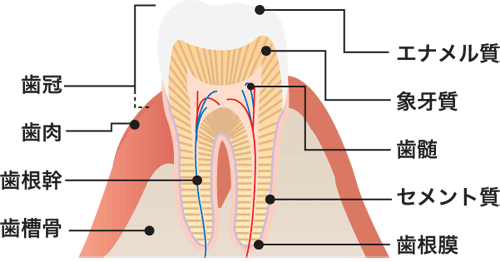 本数 歯 の 歯の知識 ＞