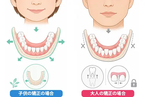 大人の顎の骨が成長完了している状態のイメージ