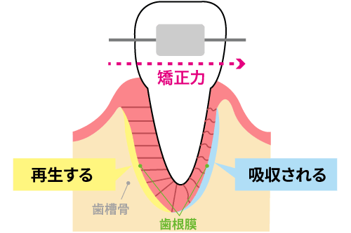 歯が動く仕組み